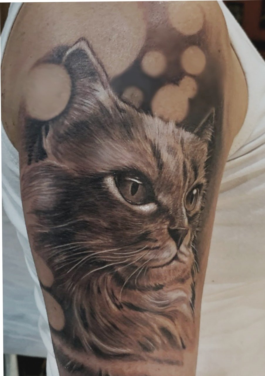 Gato com Efeito Bokeh — trabalho autoral de Rogério Plaça